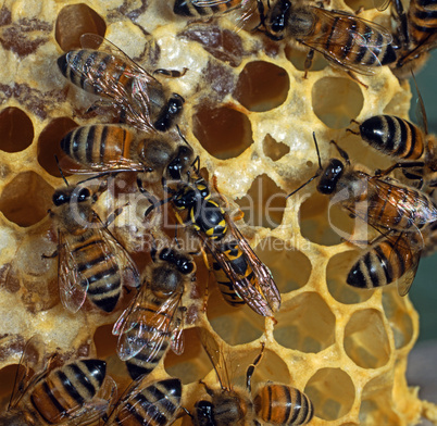 Bees on a Honeycomb