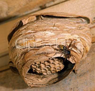 Hornets Nest