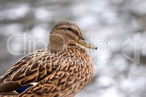 Duck female closeup
