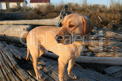 Dog looking into sunset