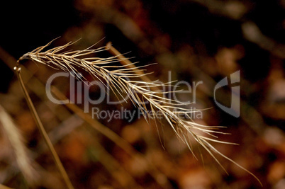 Bottlebrush Grass Wildflower