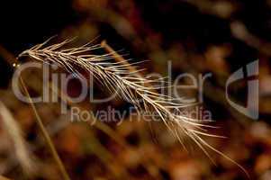 Bottlebrush Grass Wildflower