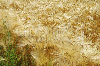 Barley