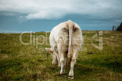Charolais Rinder in der Normandie