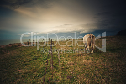 Charolais Rinder in der Normandie