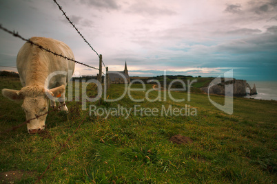 Charolais Rinder in der Normandie