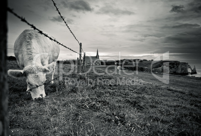 Charolais Rinder in der Normandie