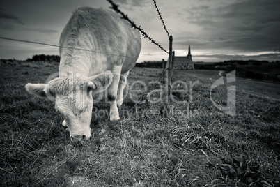 Charolais Rinder in der Normandie