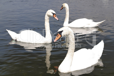 Mute swans in triangle