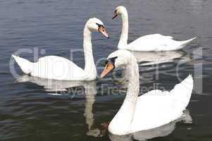 Mute swans in triangle