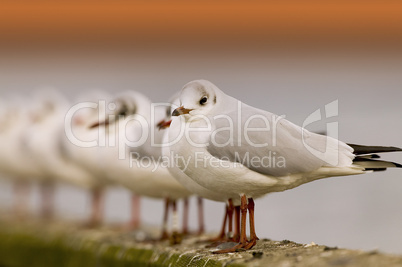 Seagulls in a row