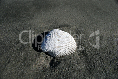 Sea Shell on Beach.