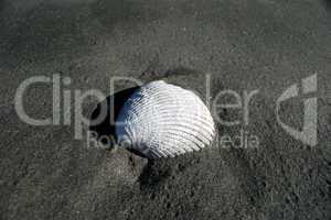 Sea Shell on Beach.