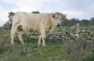 Horned Cow