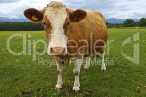 hornless brown-white dairy cow