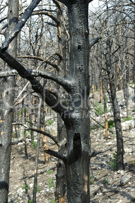 Dead wood after the forest fire