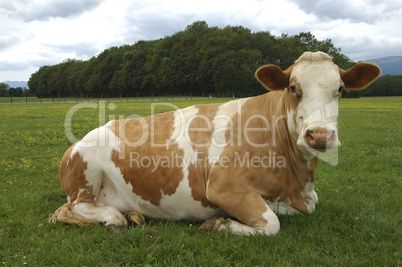 Resting hornless brown-white dairy