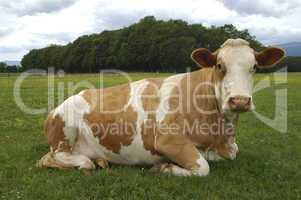 Resting hornless brown-white dairy