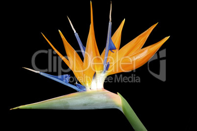 Strelitzia Bird of Paradise flower