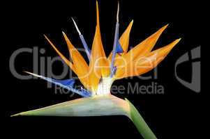 Strelitzia Bird of Paradise flower