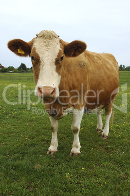 Standing hornless brown-white dairy