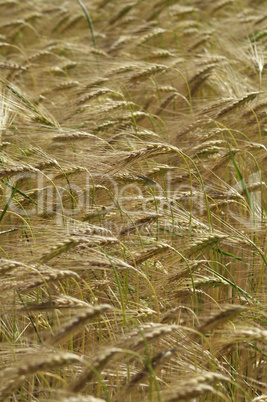 Corn field barley