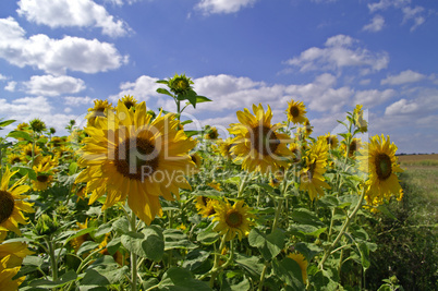 sunflower