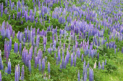 Wild Lupine, Sundial Lupine, Lupinu