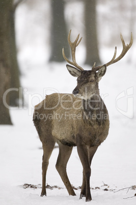 Red deer in snowy weather