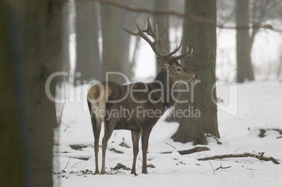 Red deer in winter forest