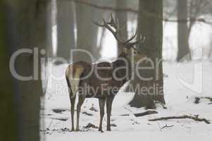 Red deer in winter forest