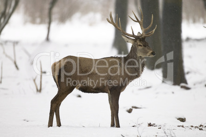 Red deer in snowy weather