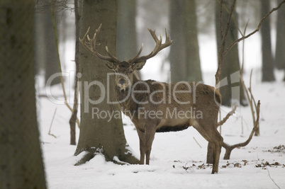 Red deer in snowy weather