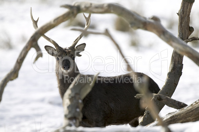 Young red deer in winter forest