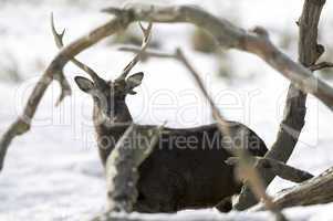 Young red deer in winter forest