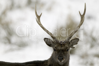 Young red deer