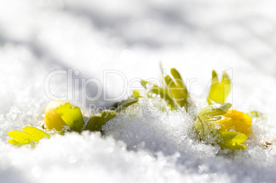 Winter aconite