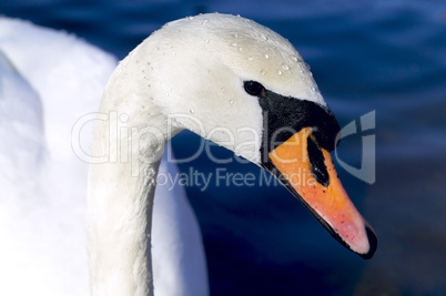 Mute Swan