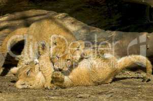 Young lions playing