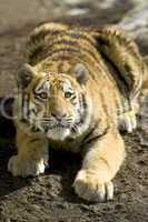 Young hunting tiger