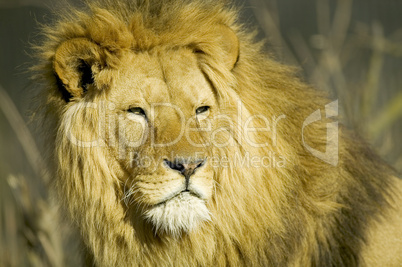 Male lion