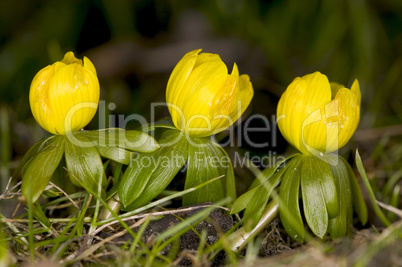 Winter aconite