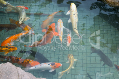 koi fishes in pond
