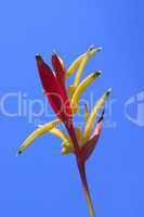 heliconia flower against blue sky