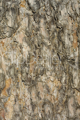 pine bark close-up
