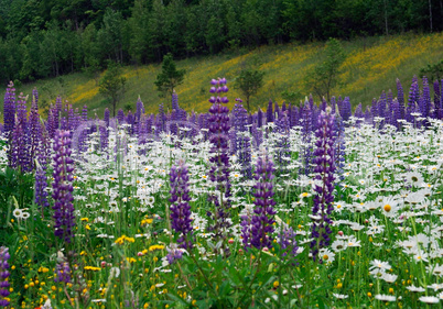 Wildflowers in a Meadow