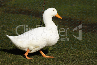 White Duck Walking