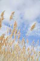 Giant Reed Grass