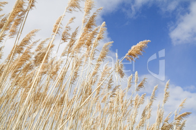 Giant Reed grass