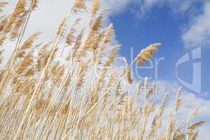 Giant Reed grass